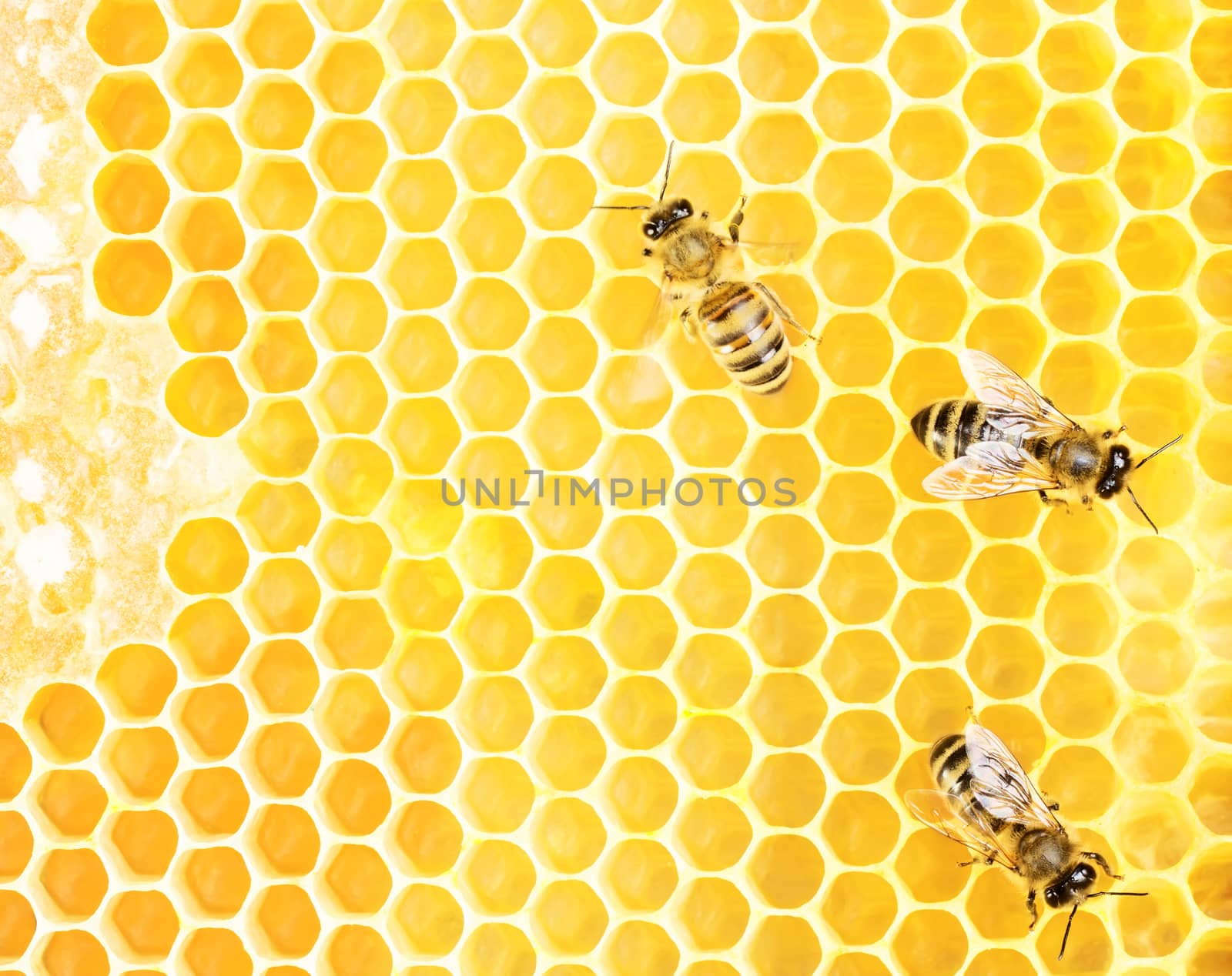 Working bees by Valengilda