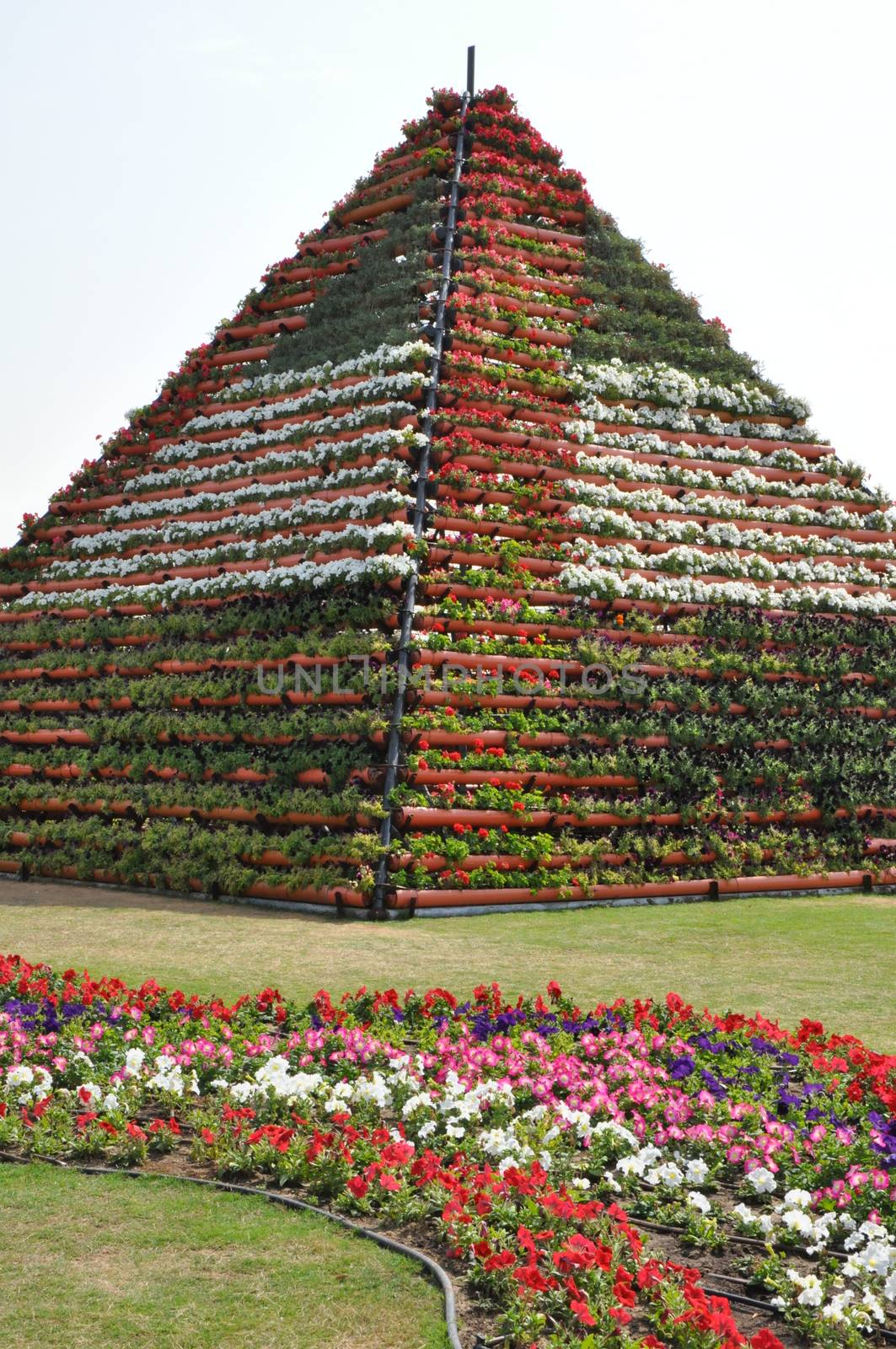 Dubai Miracle Garden in the UAE. It has over 45 million flowers.