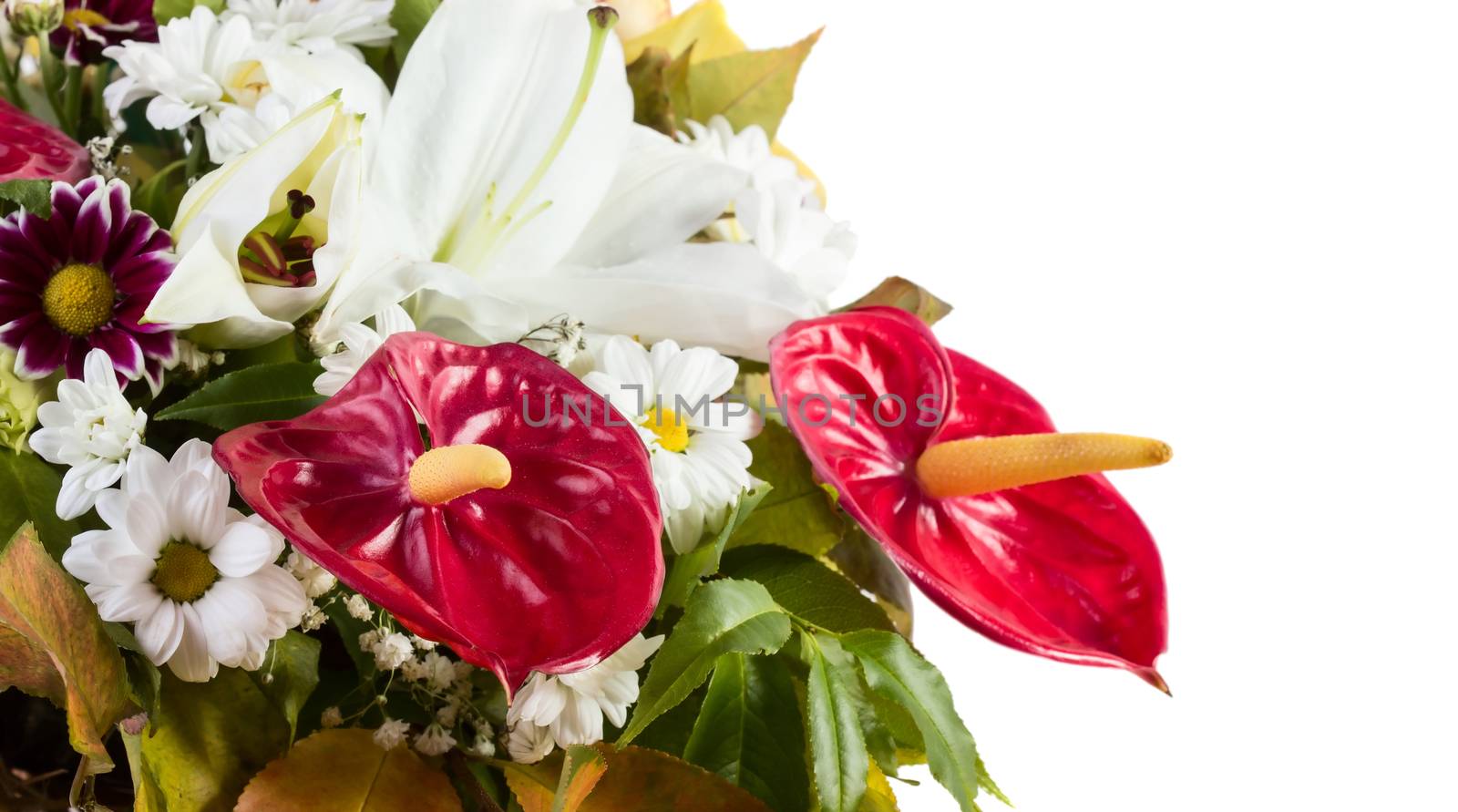 Anthurium flowre bouquet isolated on white background