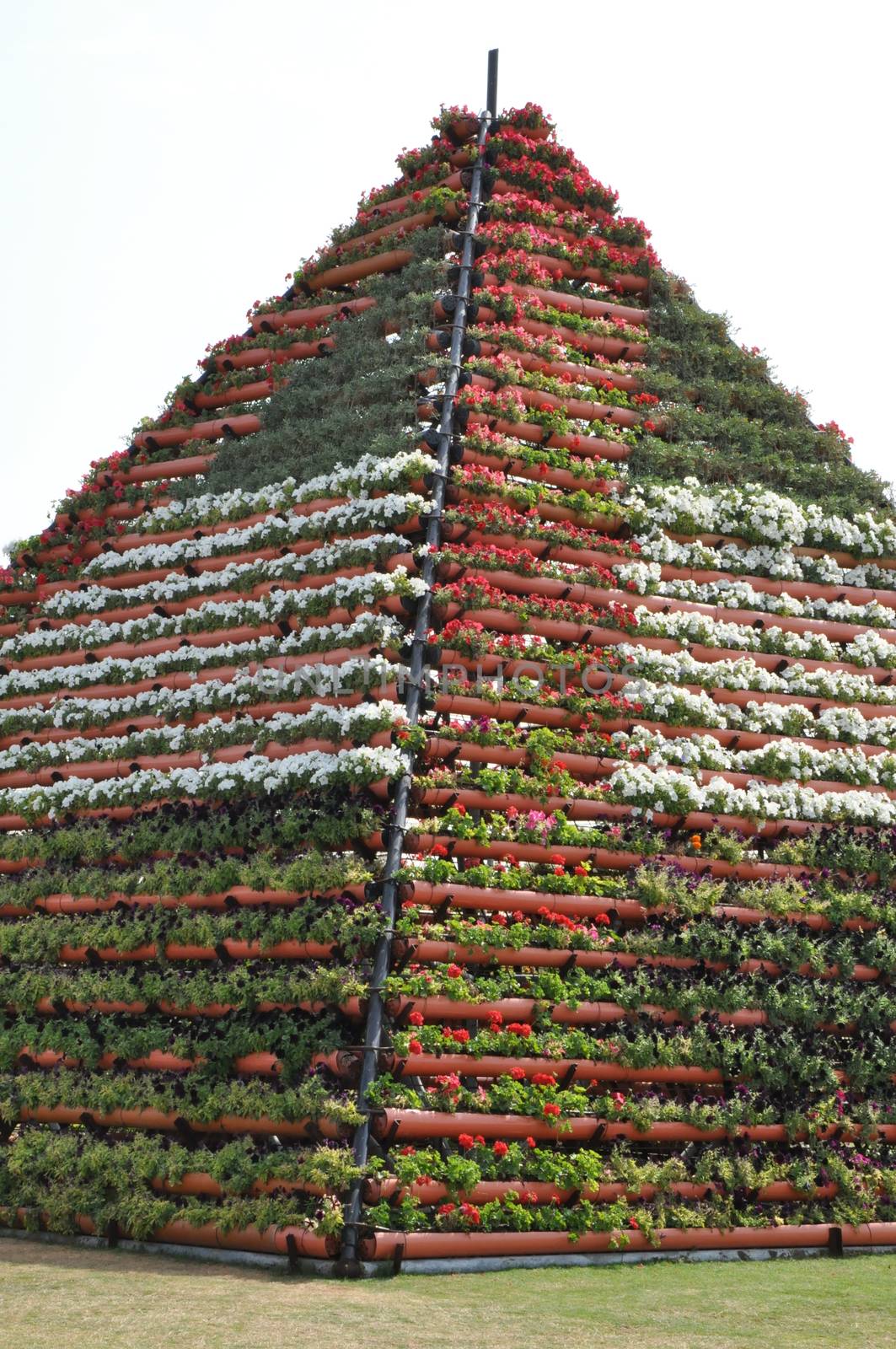 Dubai Miracle Garden in the UAE by sainaniritu