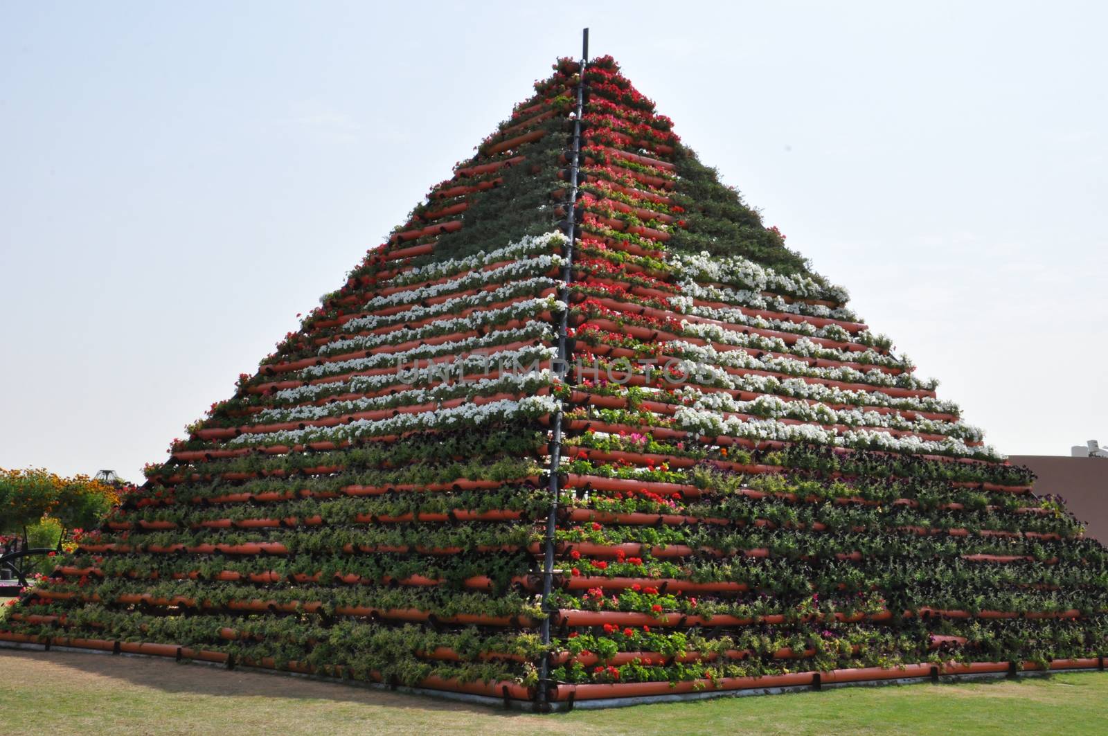 Dubai Miracle Garden in the UAE. It has over 45 million flowers.