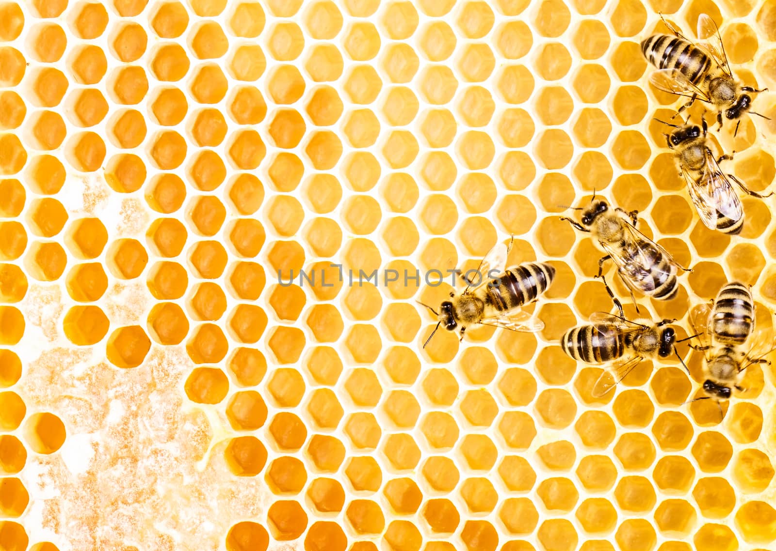 Working bees on honeycomb