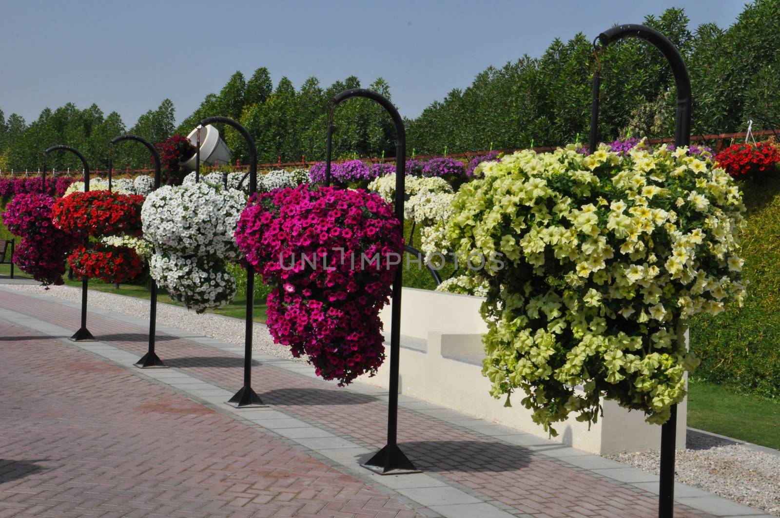 Dubai Miracle Garden in the UAE. It has over 45 million flowers.