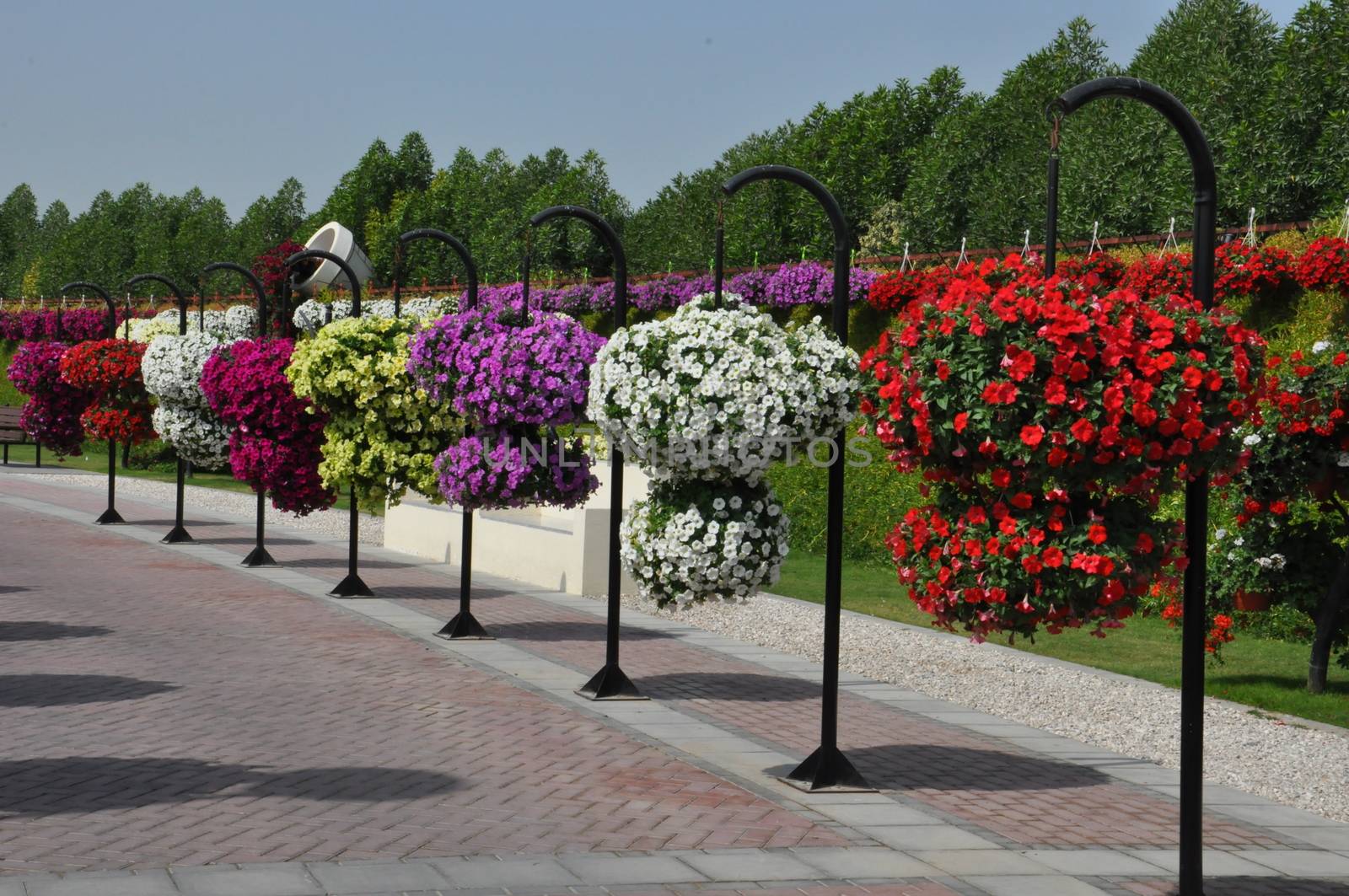 Dubai Miracle Garden in the UAE. It has over 45 million flowers.