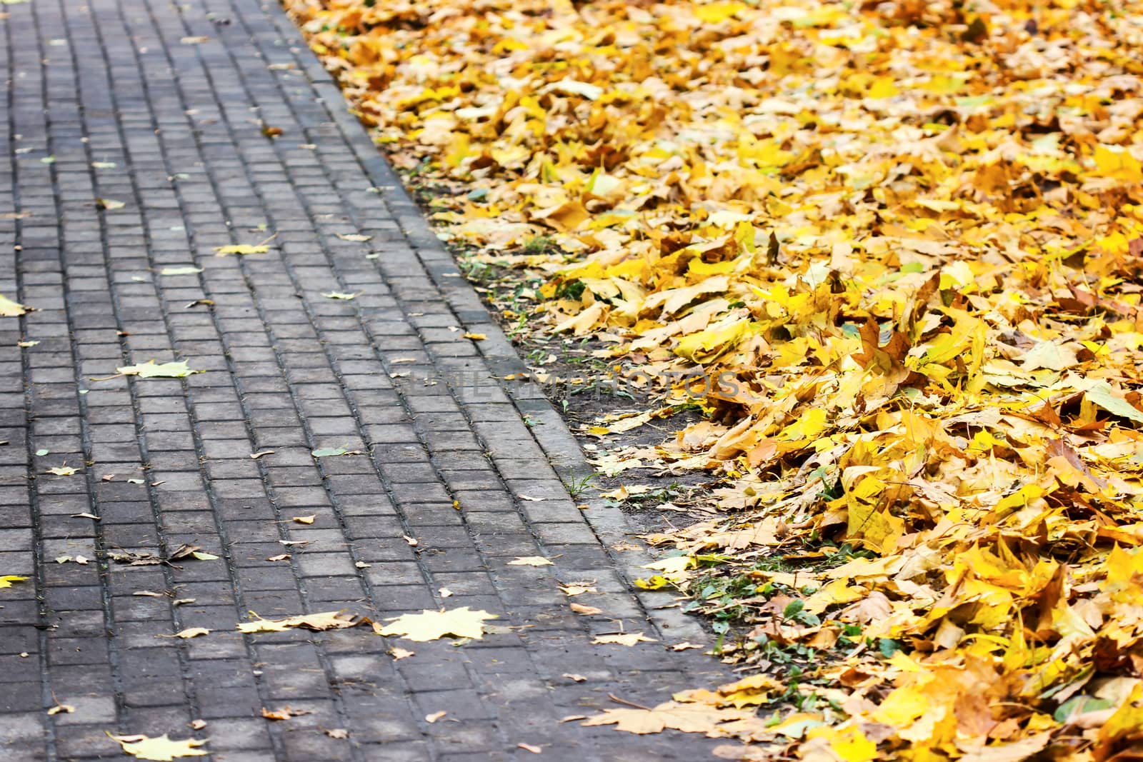 Close up view of paving with yellow autumn leaves 