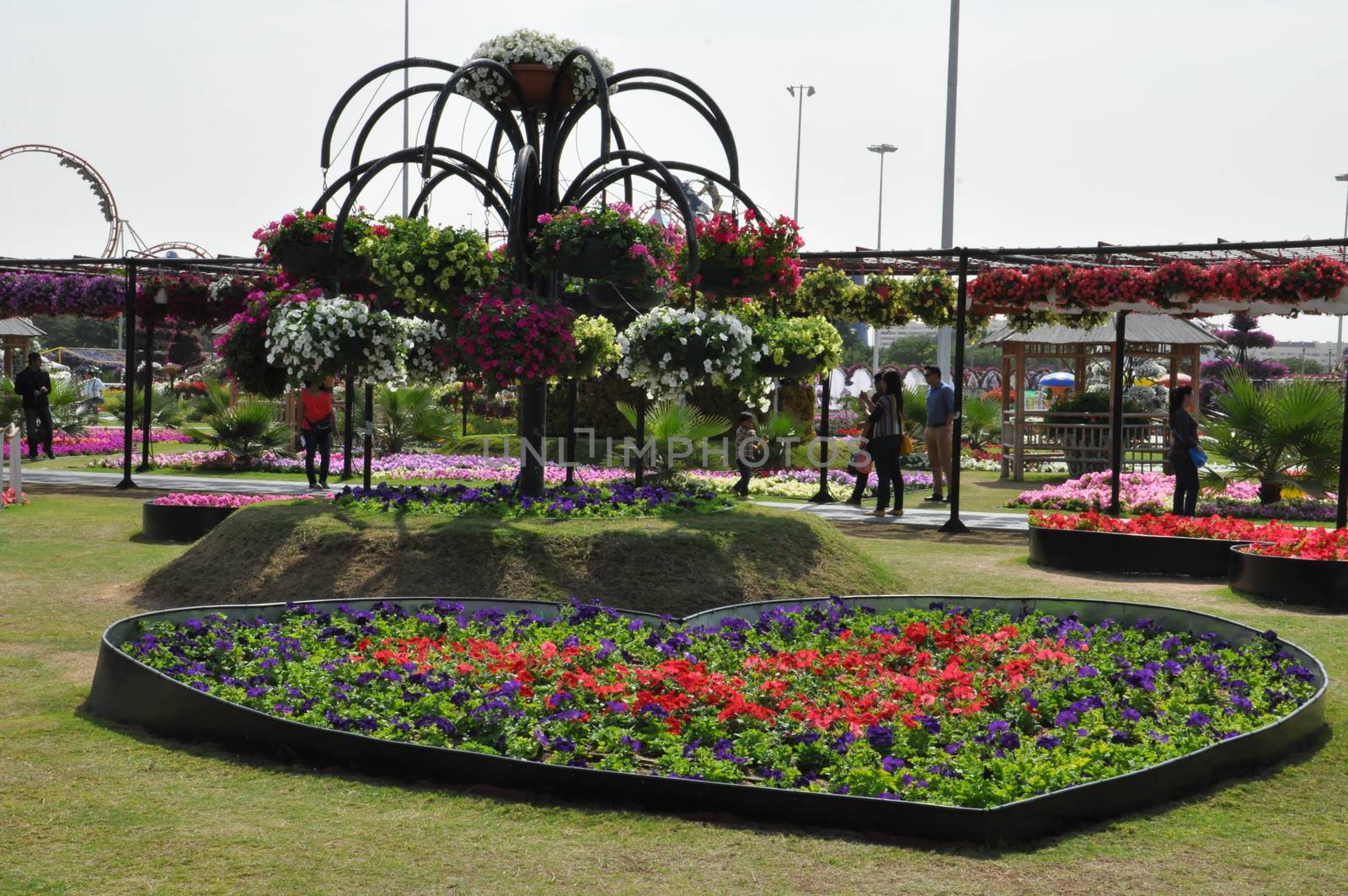 Dubai Miracle Garden in the UAE. It has over 45 million flowers.