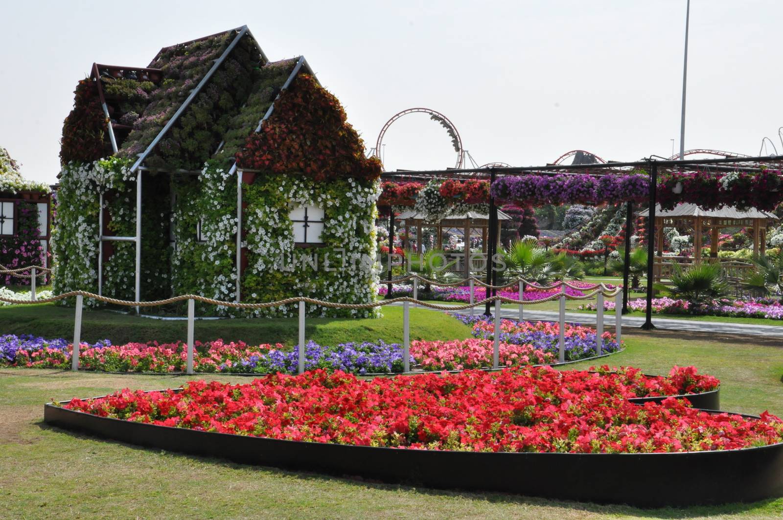 Dubai Miracle Garden in the UAE. It has over 45 million flowers.