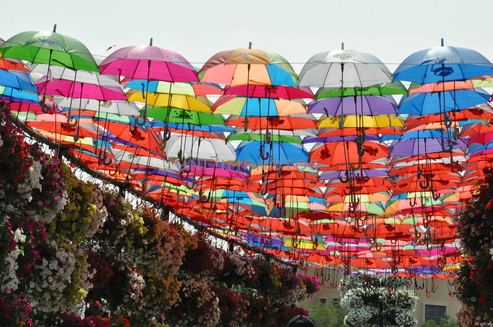 Dubai Miracle Garden in the UAE. It has over 45 million flowers.