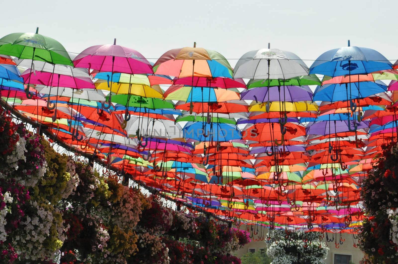 Dubai Miracle Garden in the UAE. It has over 45 million flowers.