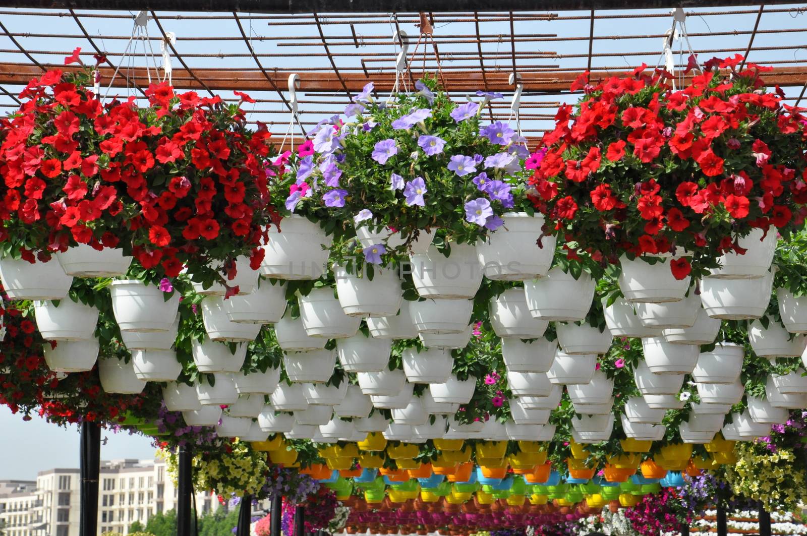 Dubai Miracle Garden in the UAE. It has over 45 million flowers.