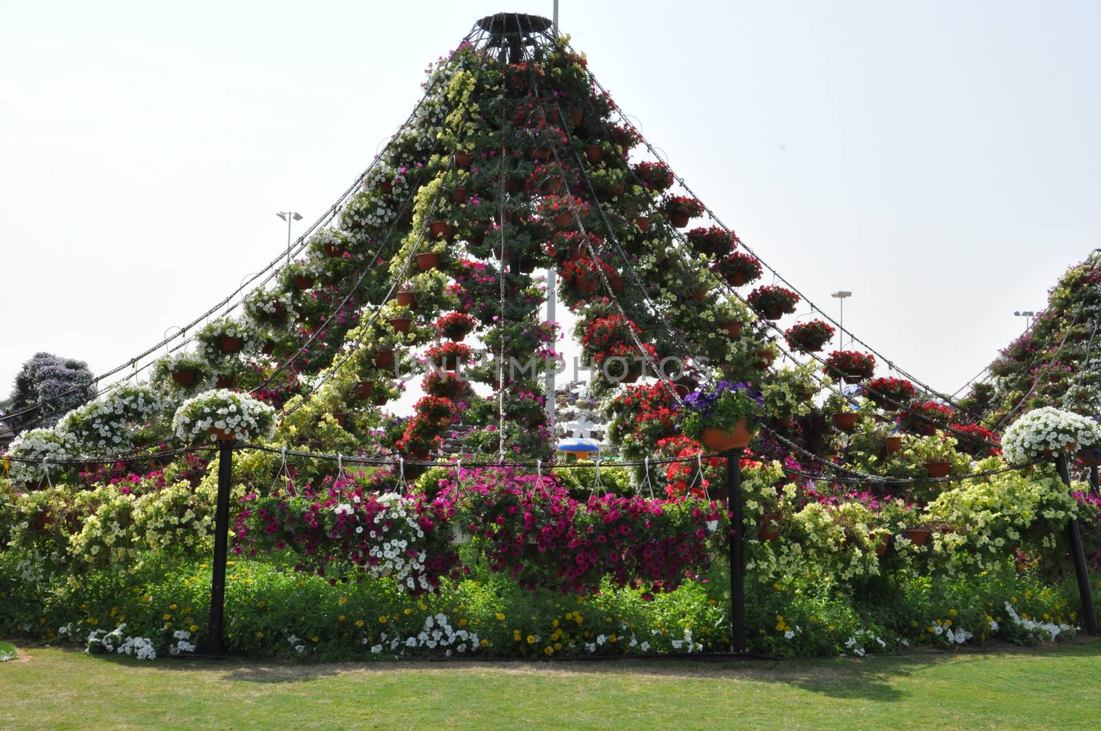 Dubai Miracle Garden in the UAE. It has over 45 million flowers.