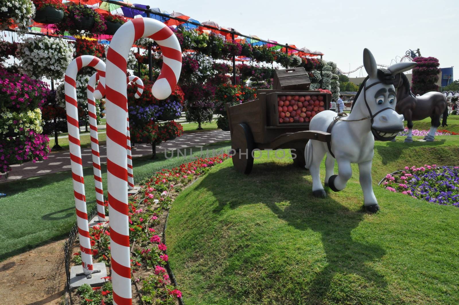 Dubai Miracle Garden in the UAE. It has over 45 million flowers.