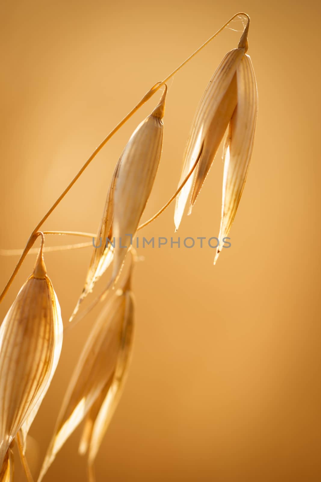 Close up view of oats ears on the field