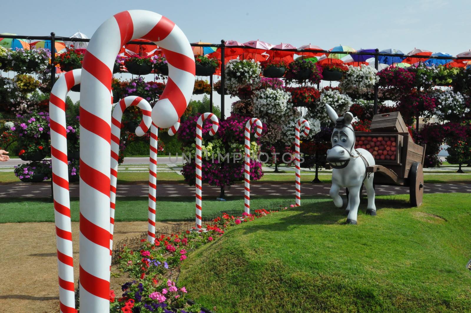 Dubai Miracle Garden in the UAE. It has over 45 million flowers.