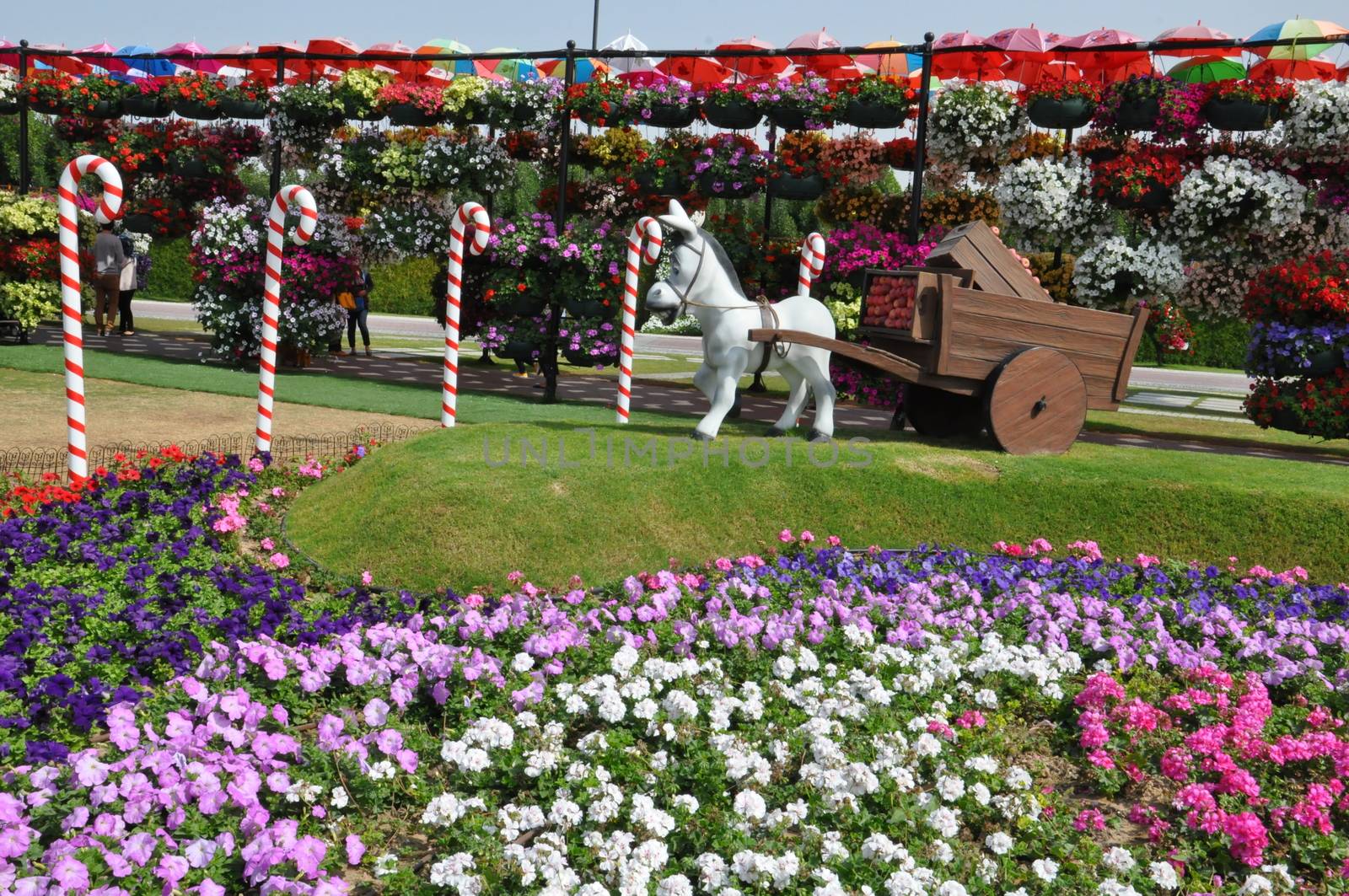 Dubai Miracle Garden in the UAE. It has over 45 million flowers.