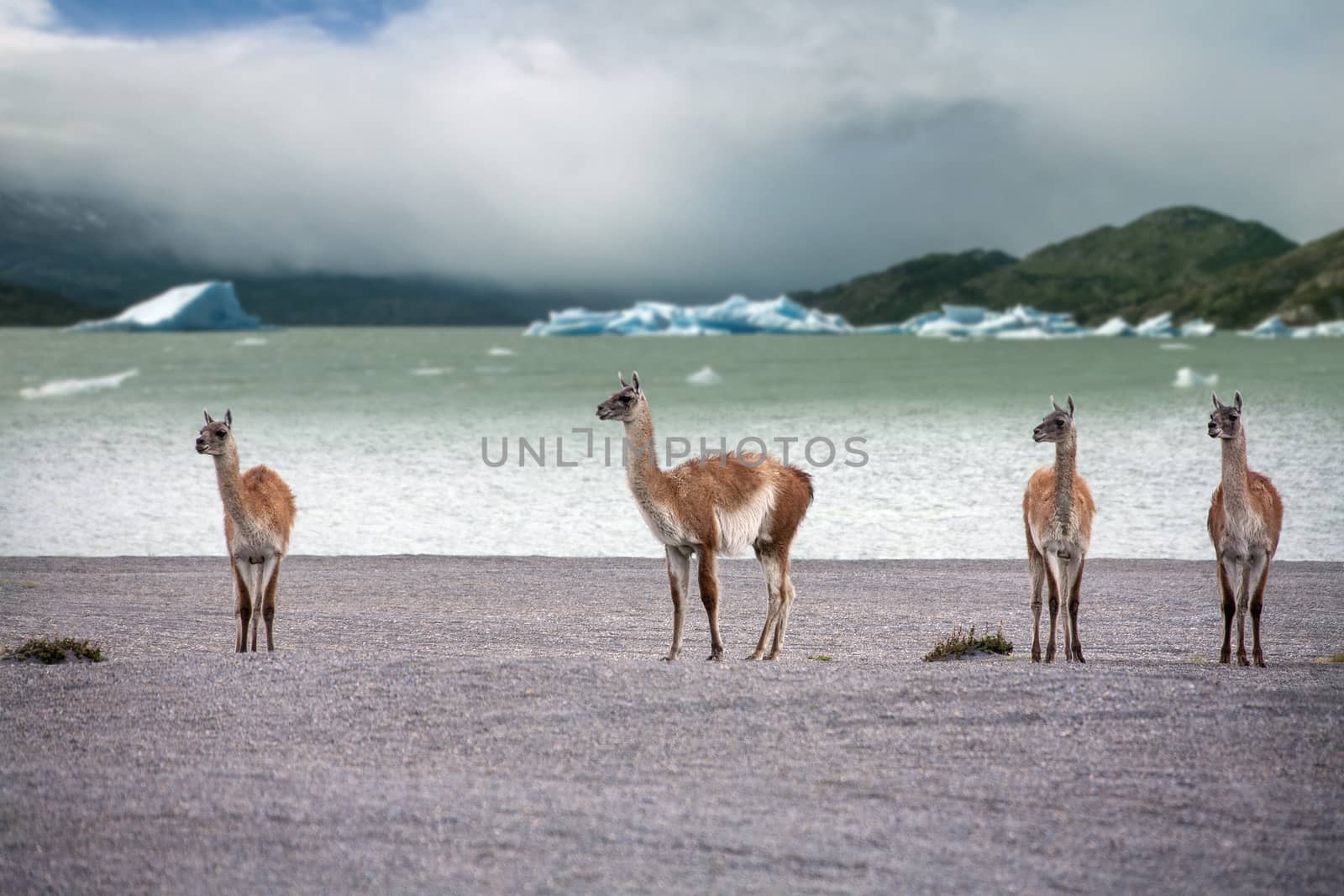 A group of Guanaco (Lama guanicoe) in Torres del Paine National Park in Patagonia in southern Chile.