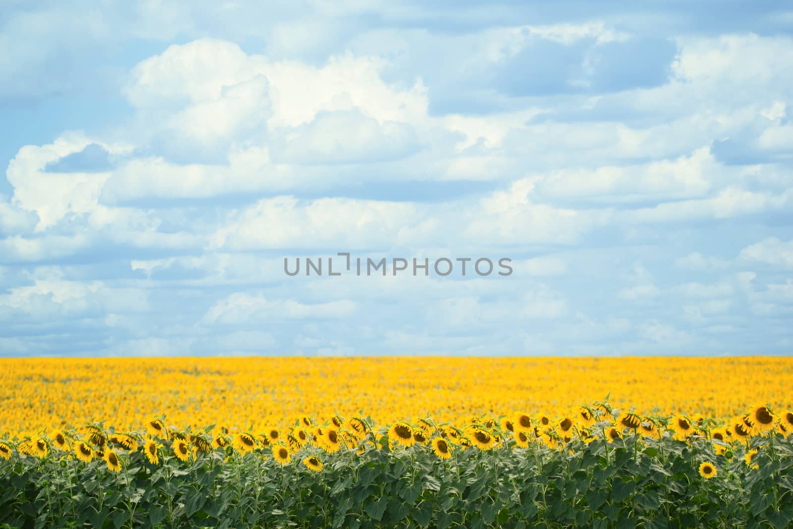 Sunflowers field with cloud blue sky background