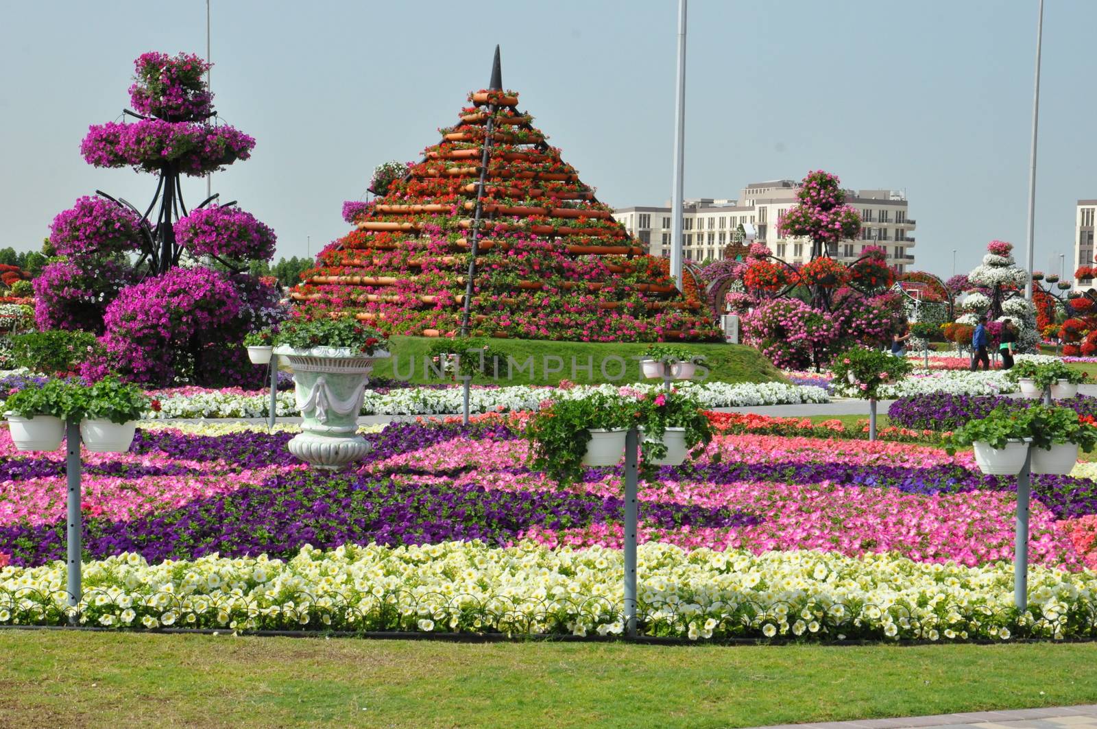 Dubai Miracle Garden in the UAE. It has over 45 million flowers.