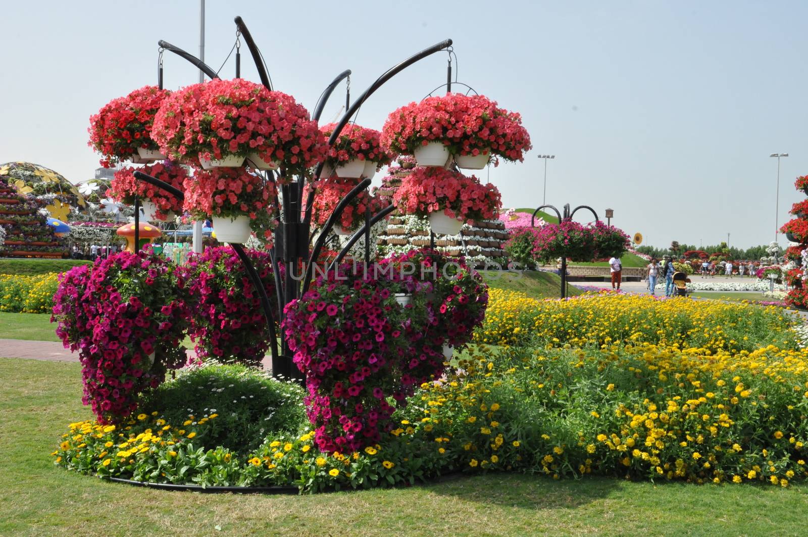 Dubai Miracle Garden in the UAE by sainaniritu