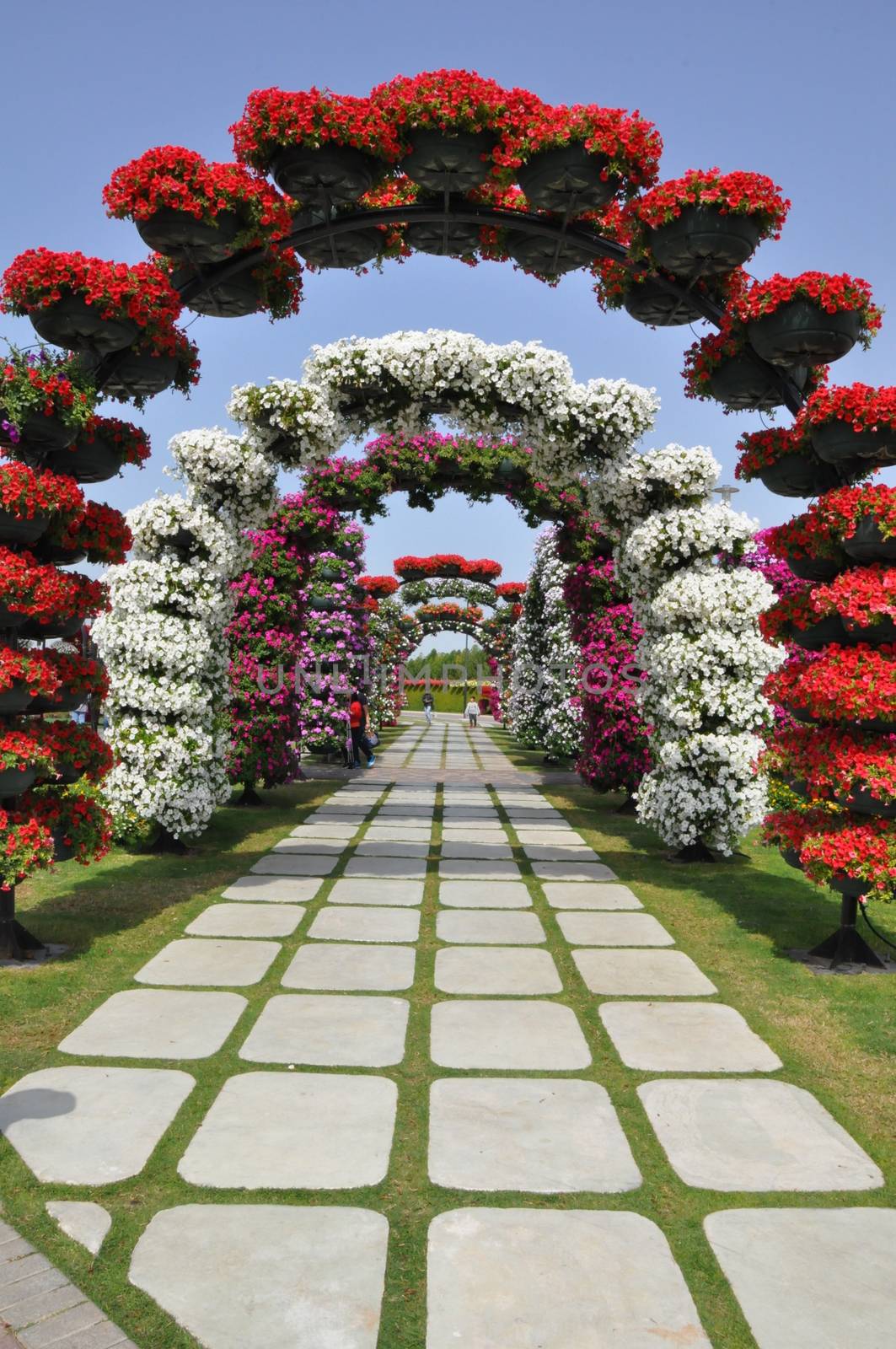 Dubai Miracle Garden in the UAE. It has over 45 million flowers.