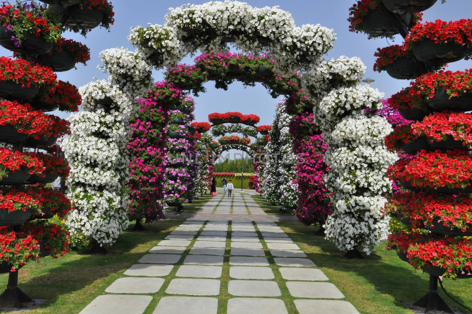 Dubai Miracle Garden in the UAE. It has over 45 million flowers.