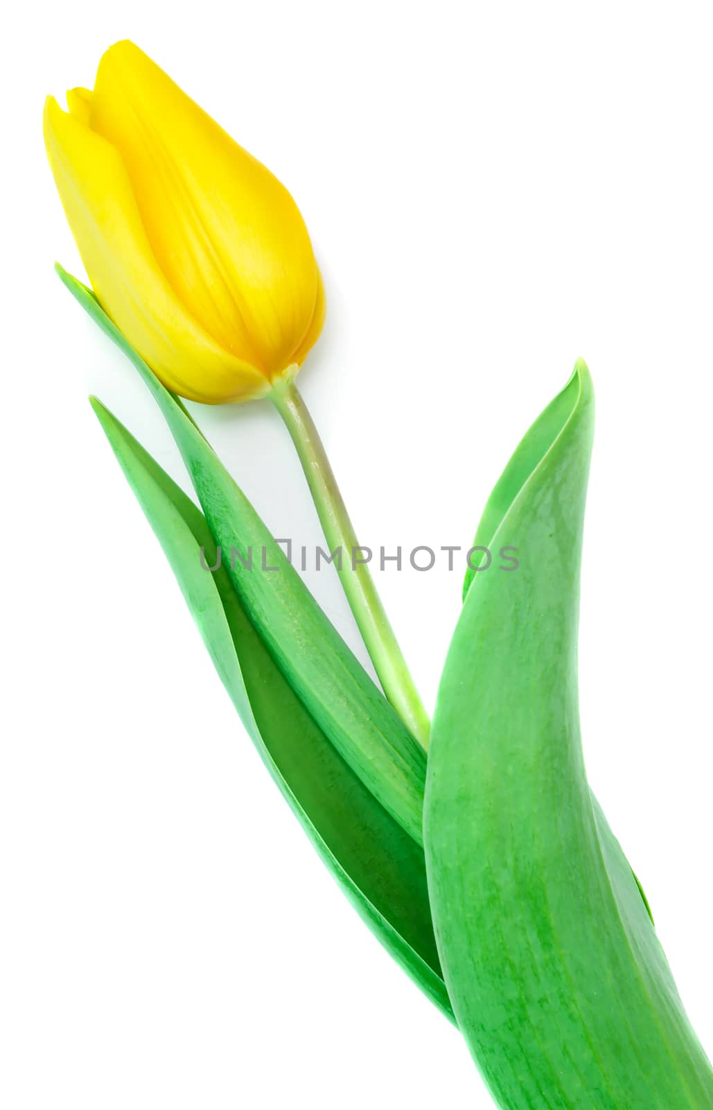 Yellow tulip by Valengilda