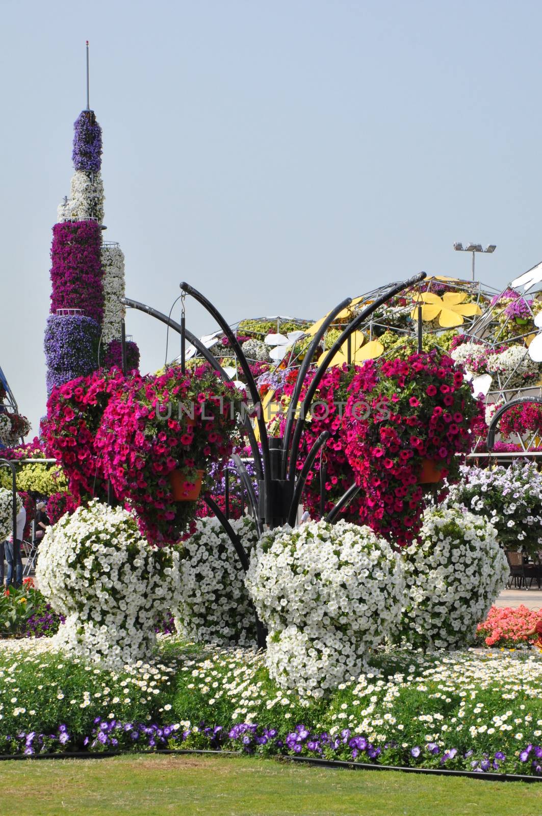 Dubai Miracle Garden in the UAE. It has over 45 million flowers.