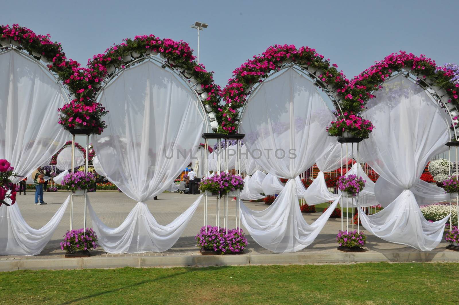 Dubai Miracle Garden in the UAE. It has over 45 million flowers.