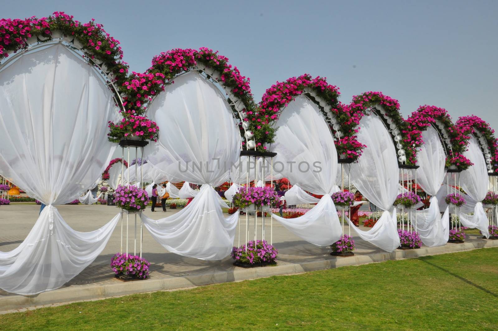 Dubai Miracle Garden in the UAE. It has over 45 million flowers.