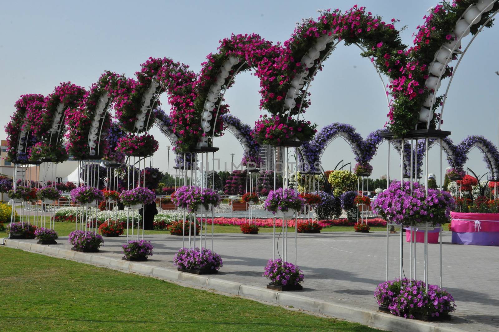 Dubai Miracle Garden in the UAE. It has over 45 million flowers.