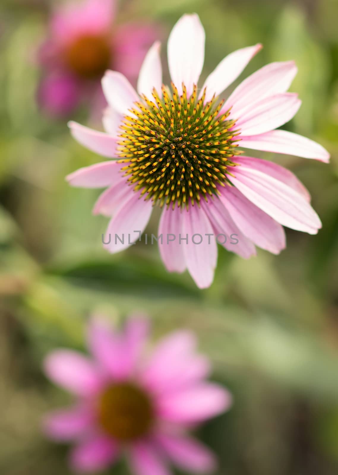 chinacea flowers against green background 