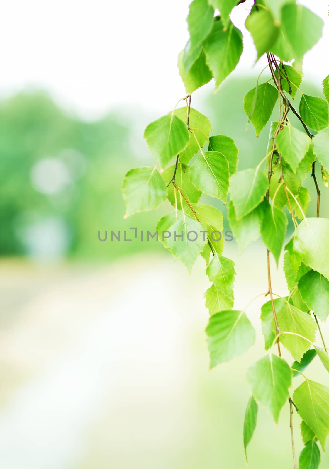 Summer background with green leaves of birch