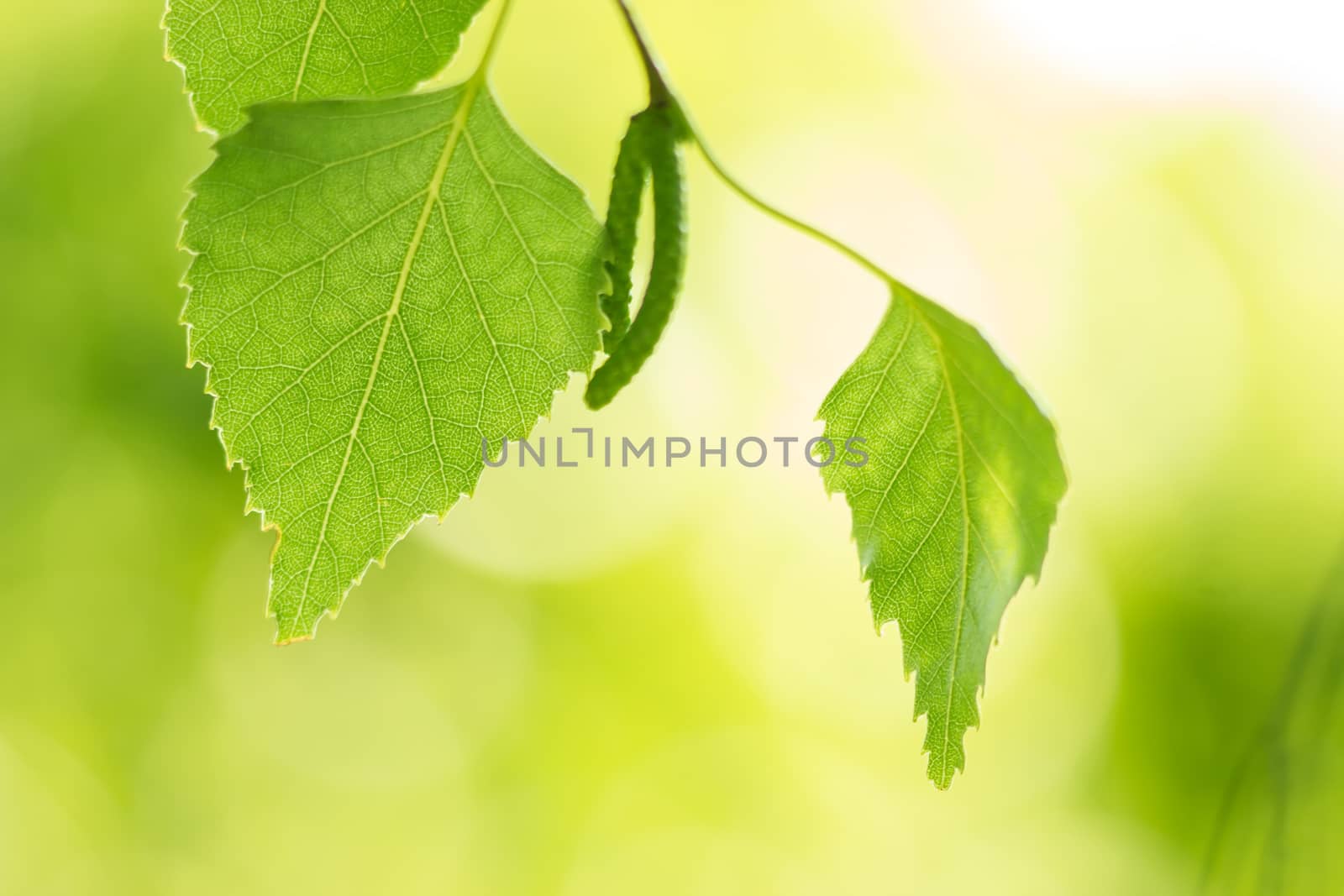 Summer background with birch leaves