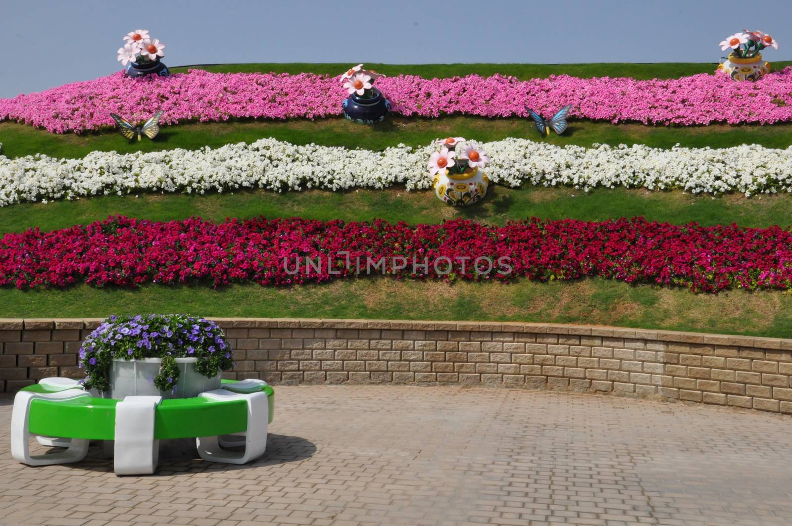 Dubai Miracle Garden in the UAE. It has over 45 million flowers.