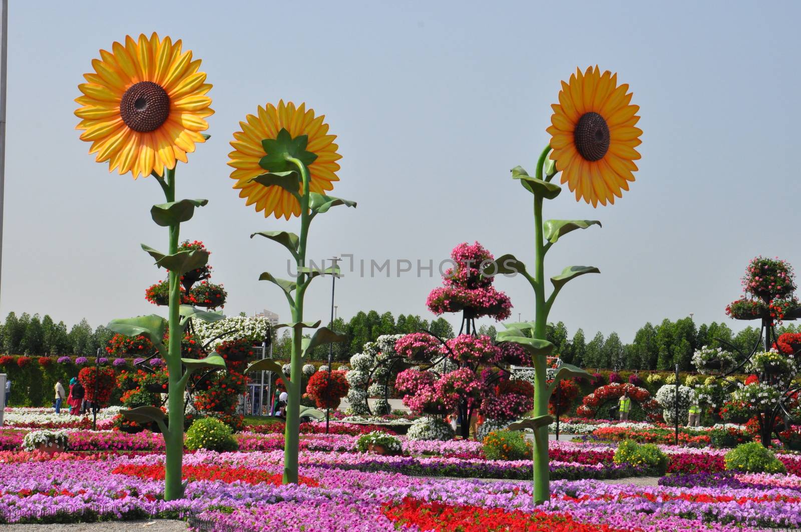 Dubai Miracle Garden in the UAE by sainaniritu