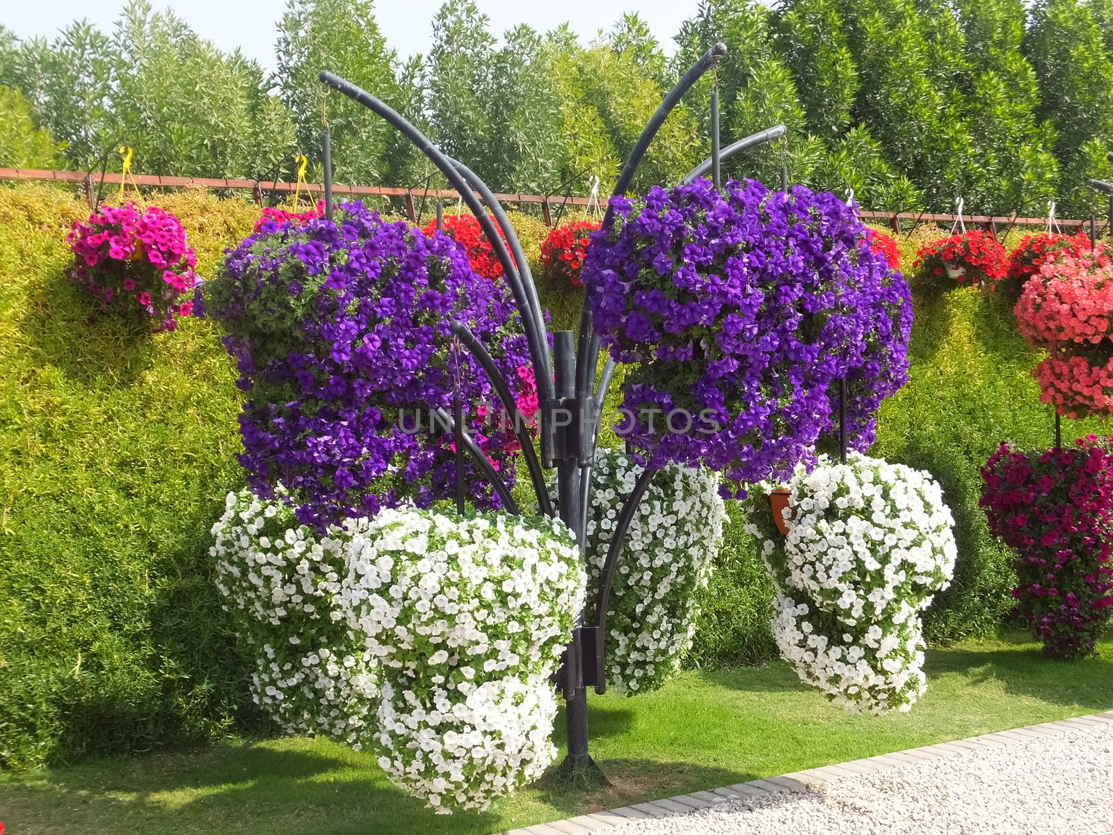 Dubai Miracle Garden in the UAE. It has over 45 million flowers.