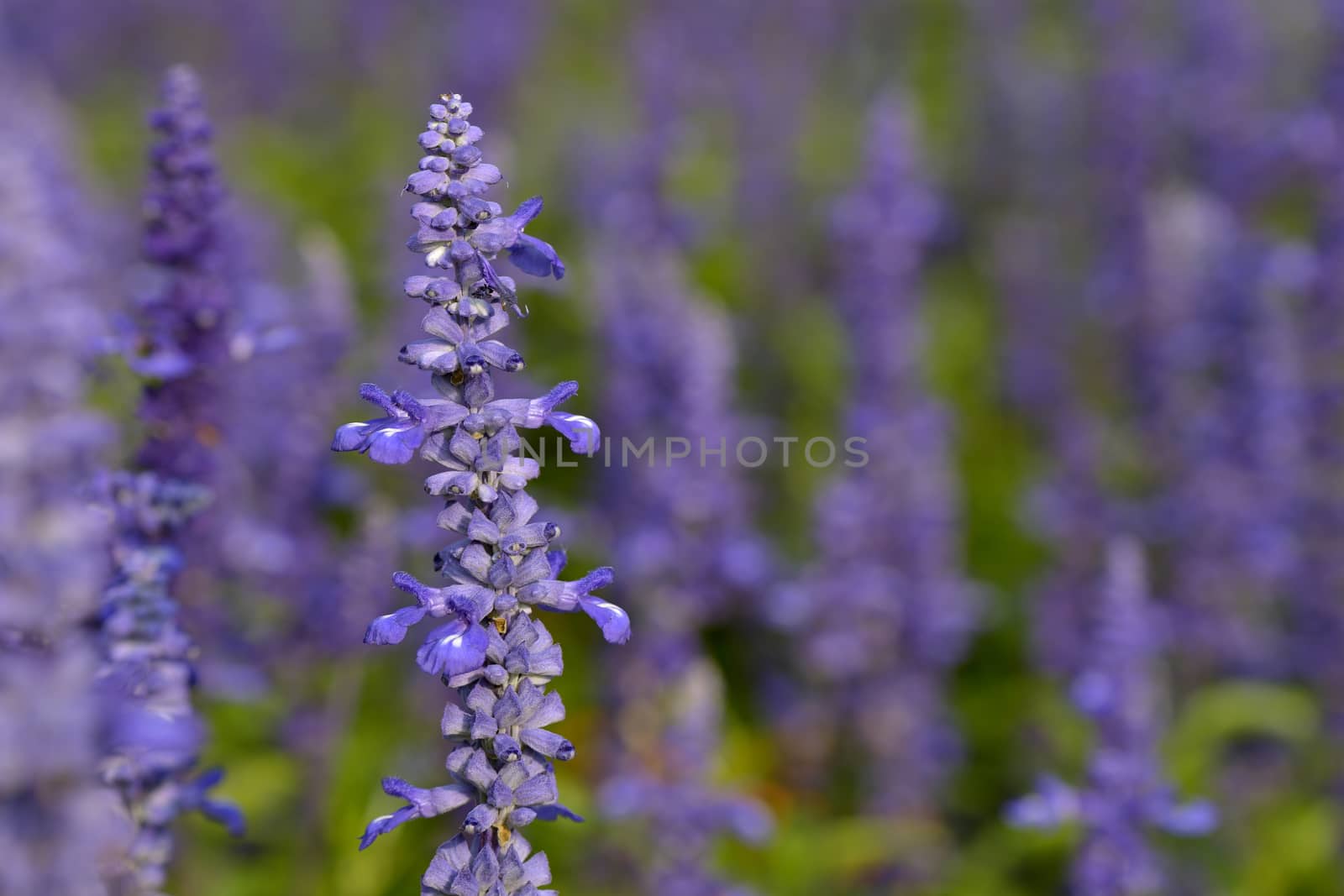 Lot of  purple sage in a gerden in summer