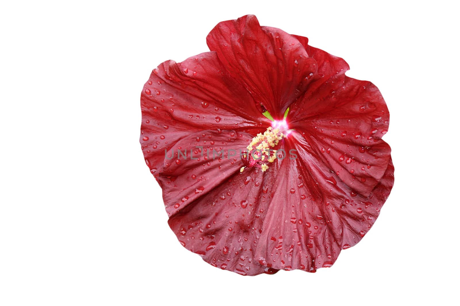 Close-up of  isolated  hibiscus moscheutos by Hbak