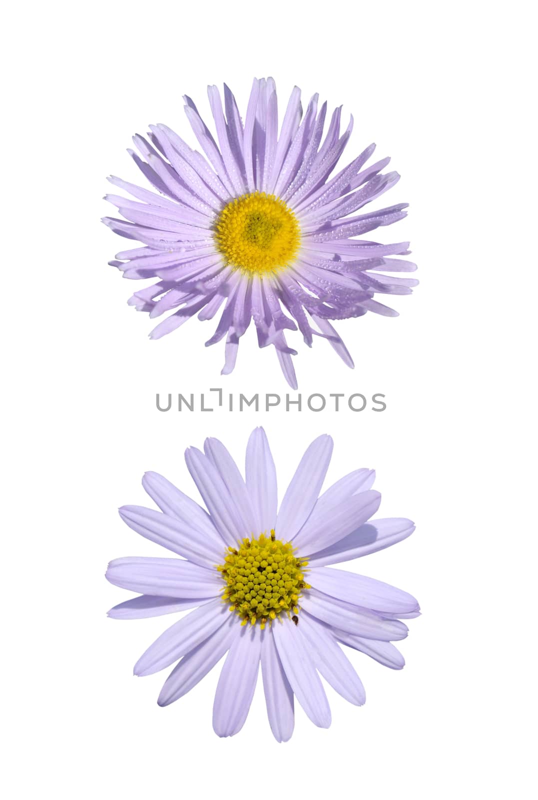 Two purple  asteraceae by Hbak