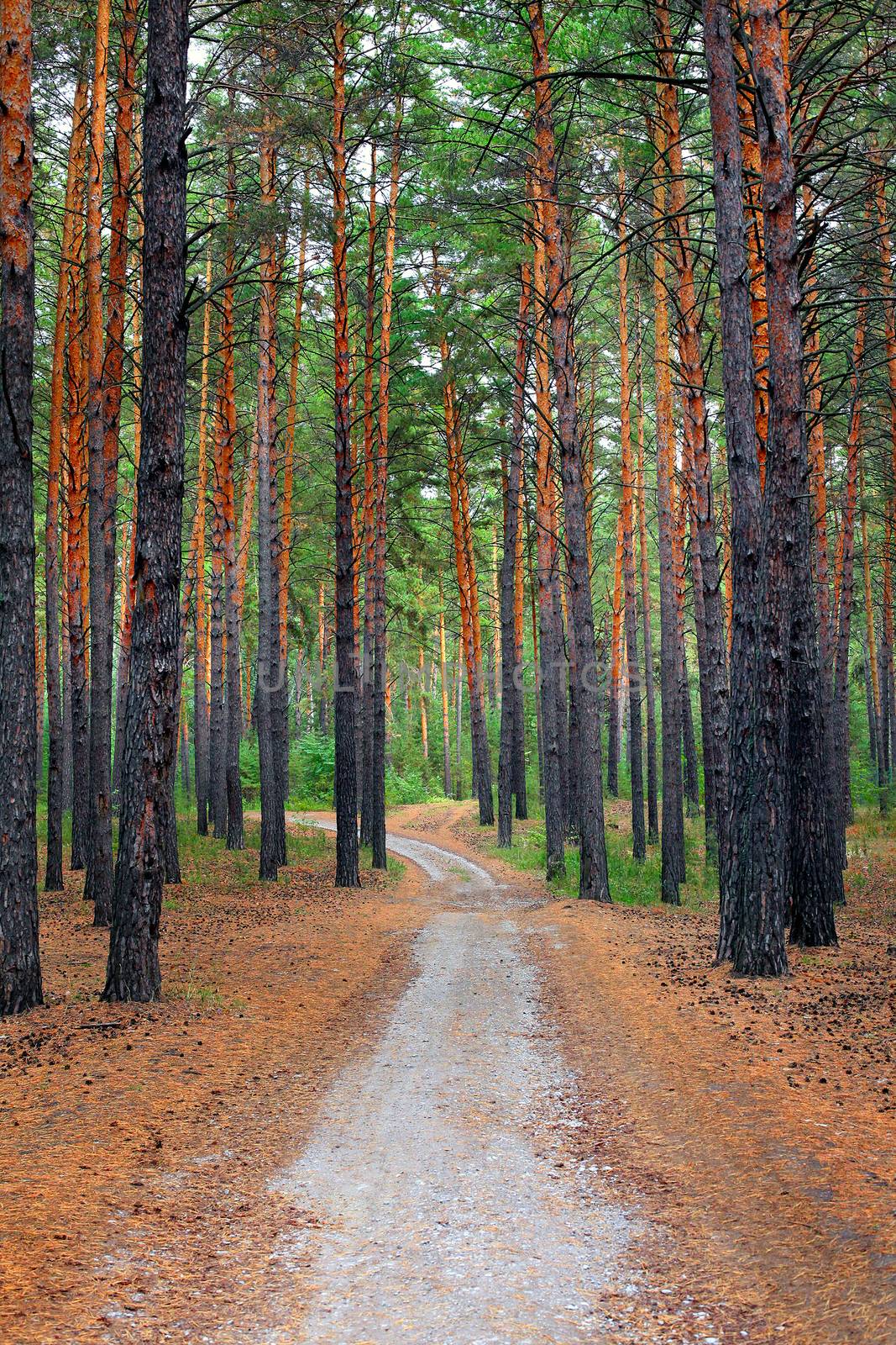 Path Lane in the beautiful Summer Forest