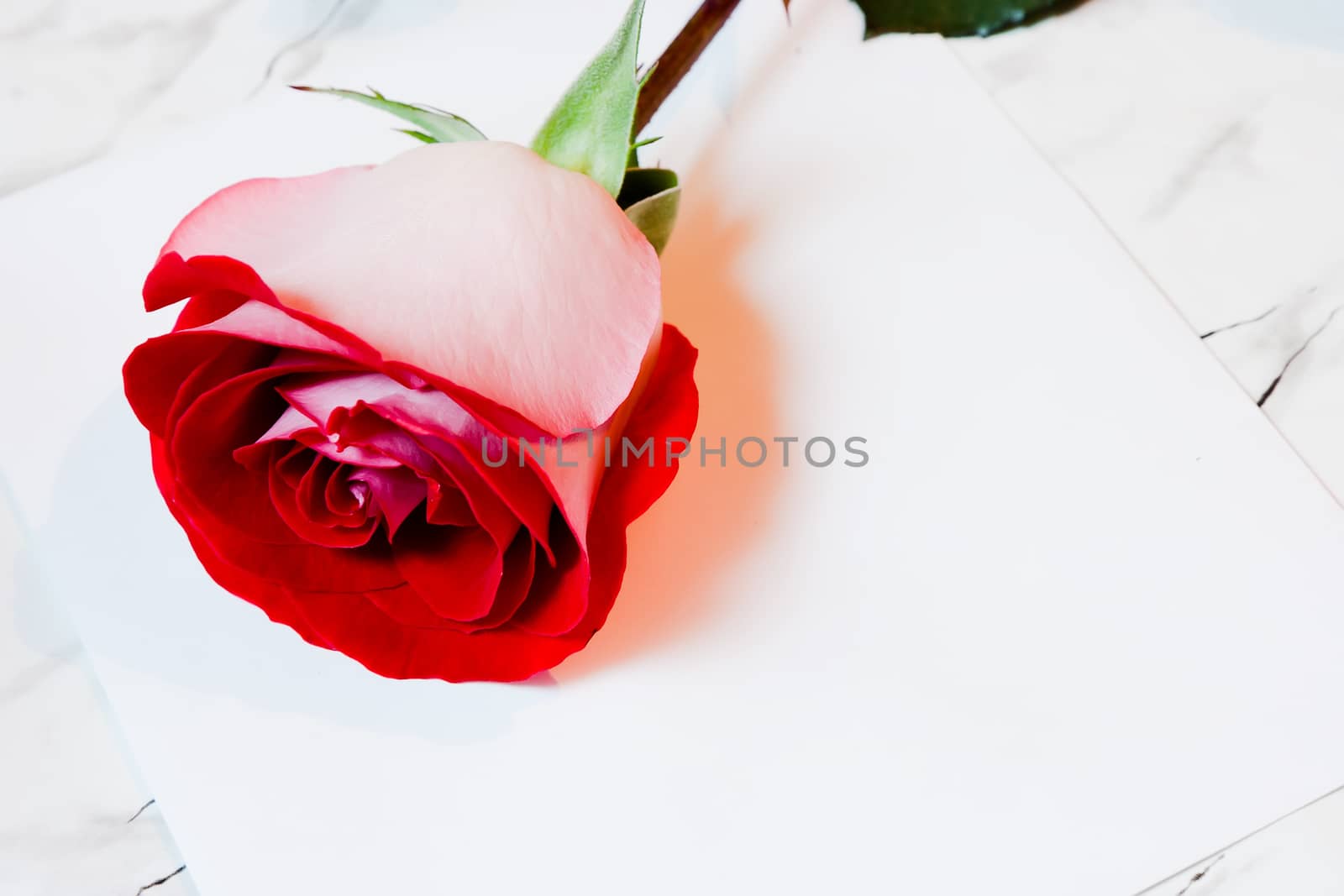 Red rose and a sheet of paper by pzRomashka