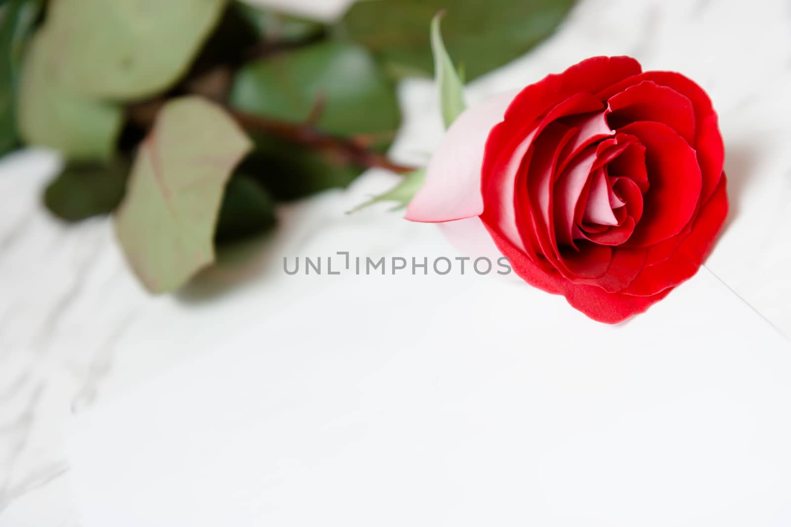 Red rose and a blank sheet of paper