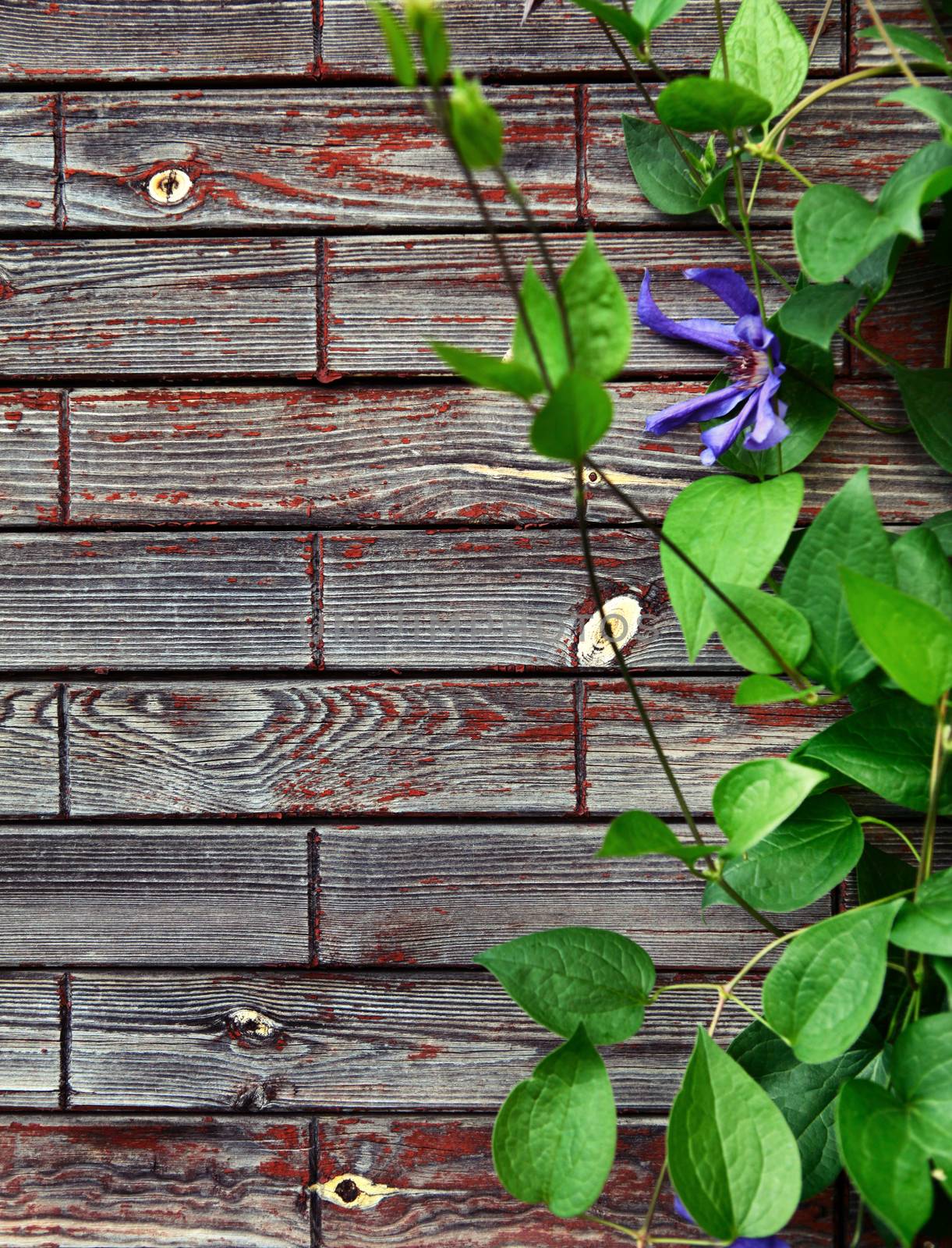 Green Leaves on the Wooden Background