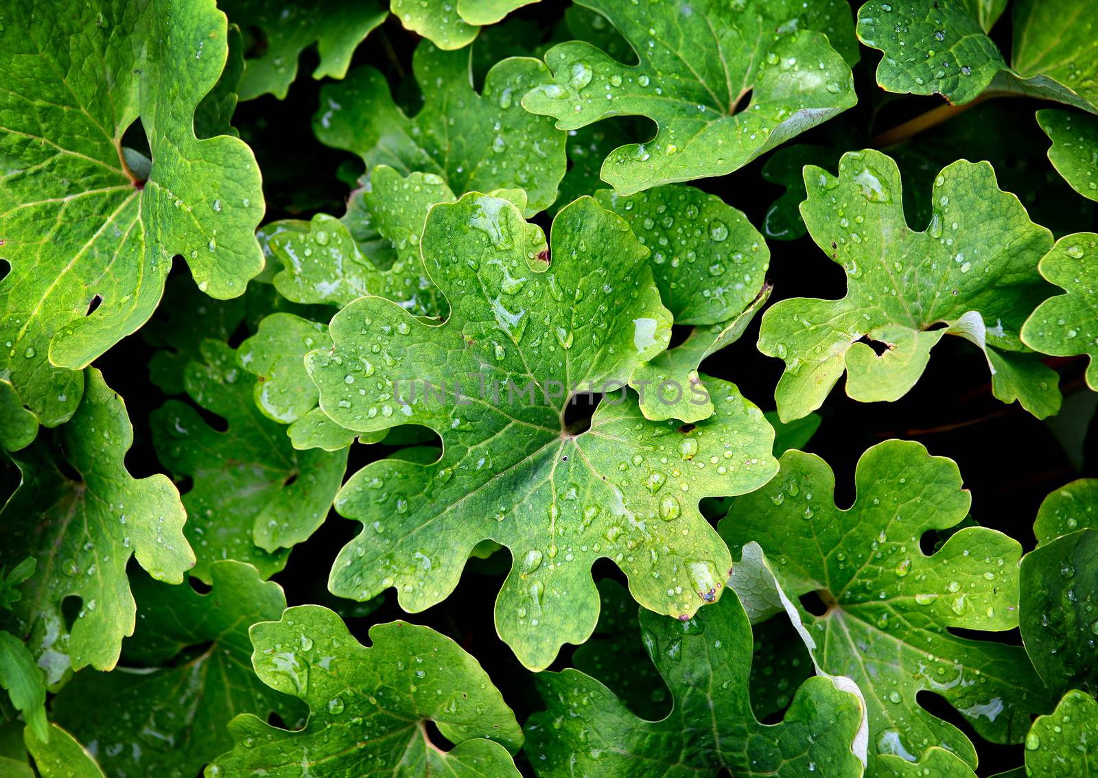 Background of the Fresh Green Leaves with Waterdrops