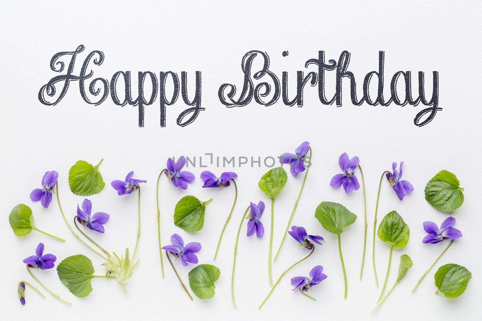 Happy birthday greetings with fresh viola flowers  and leaves on white art canvas