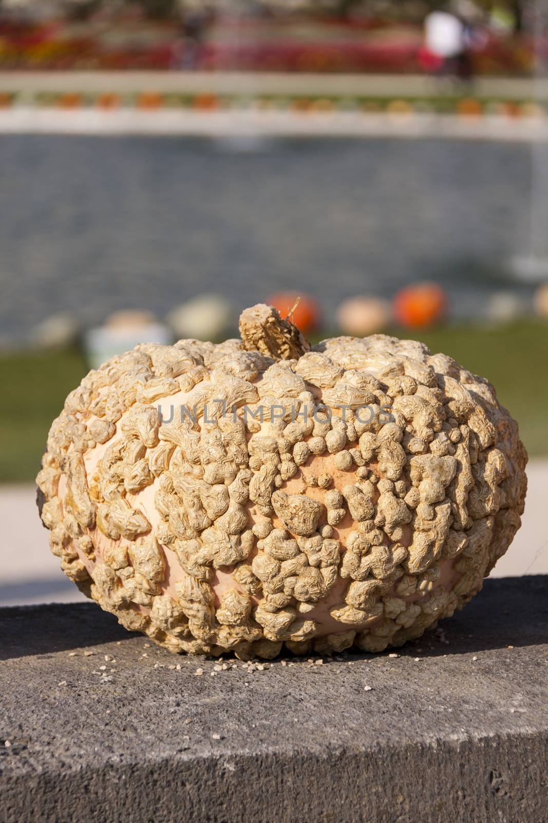 Warzenk��rbis Cucurbita Maxima pumpkin pumpkins from autumn harvest on a market