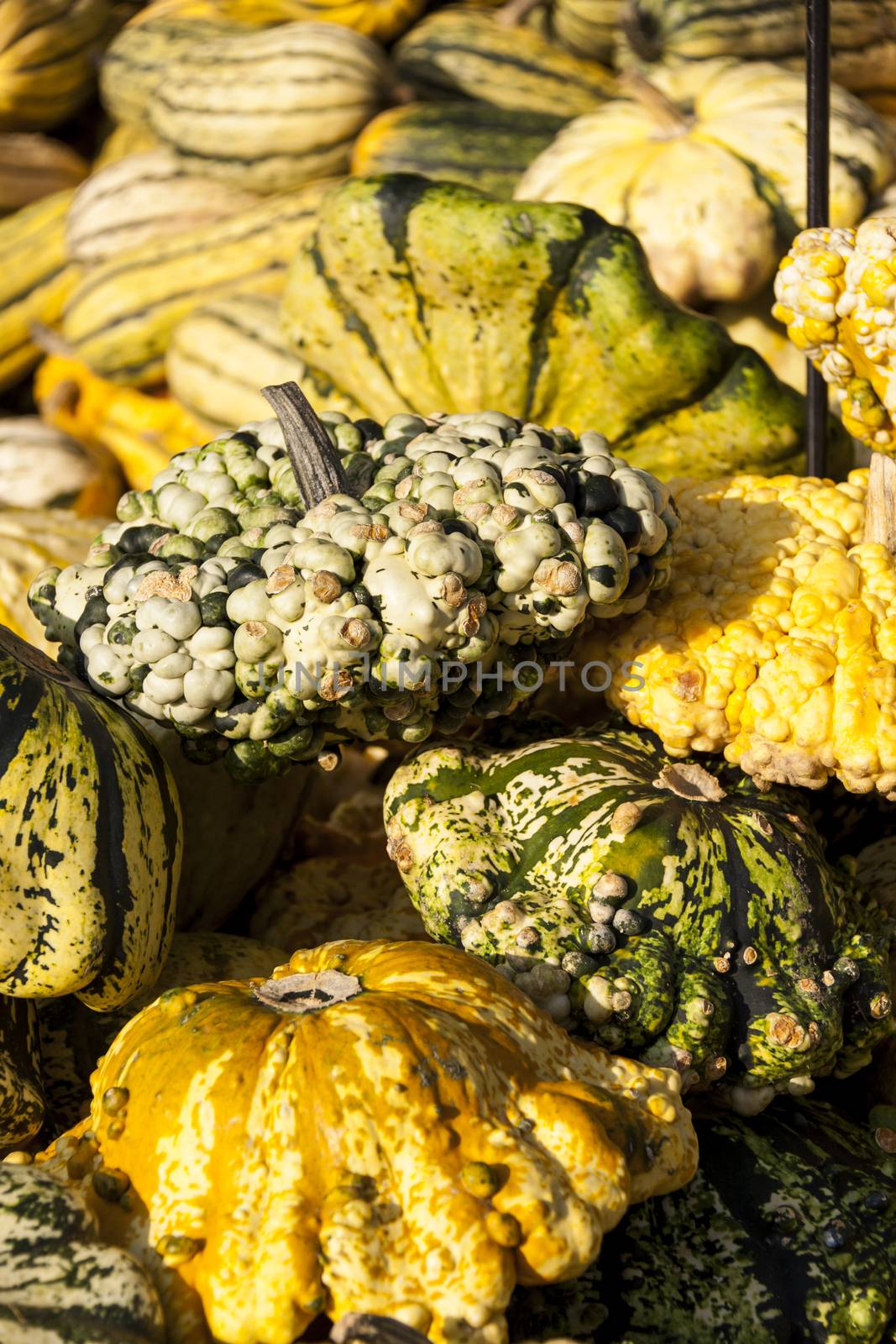 Warted Patission cucurbita pumpkin pumpkins from autumn harvest on a market