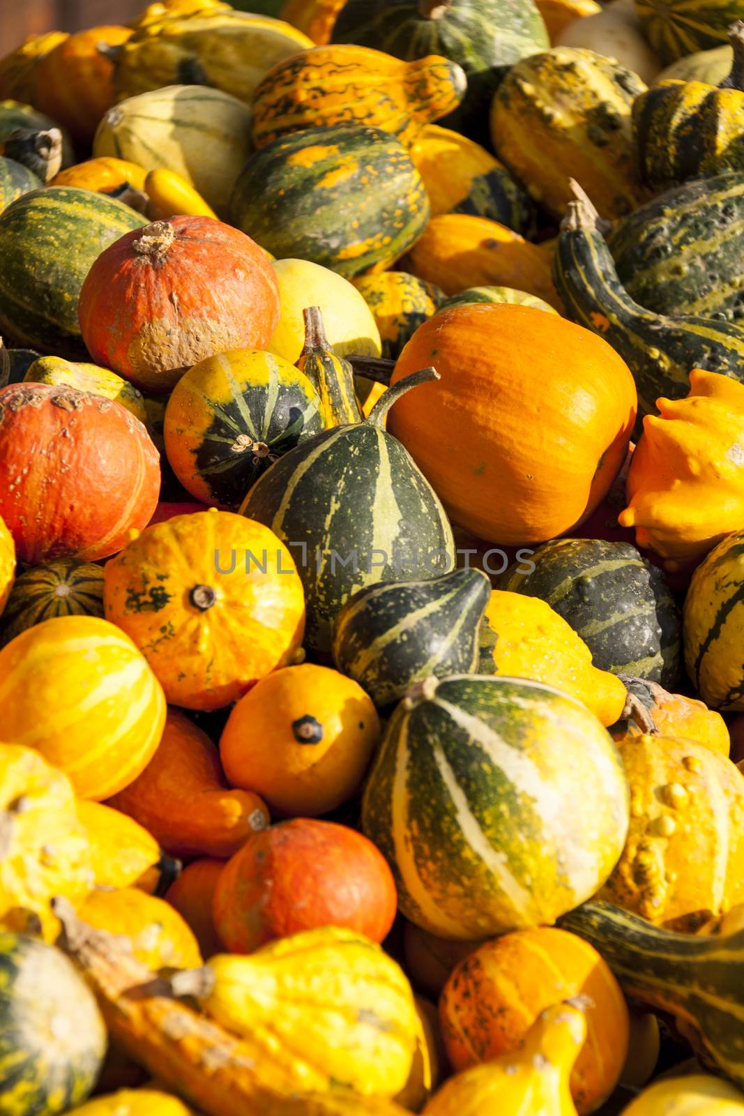 decoration mini pumpkin cucurbita pumpkin pumpkins from autumn harvest on a market