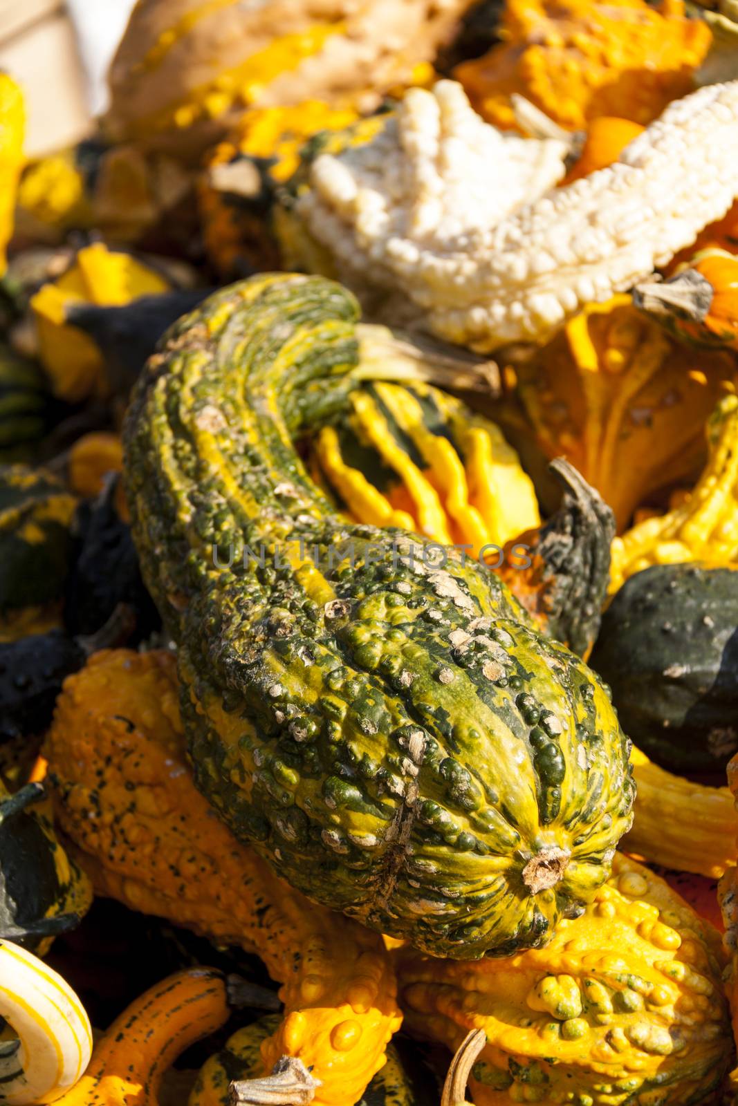 decoration mini pumpkin cucurbita pumpkin pumpkins from autumn harvest on a market