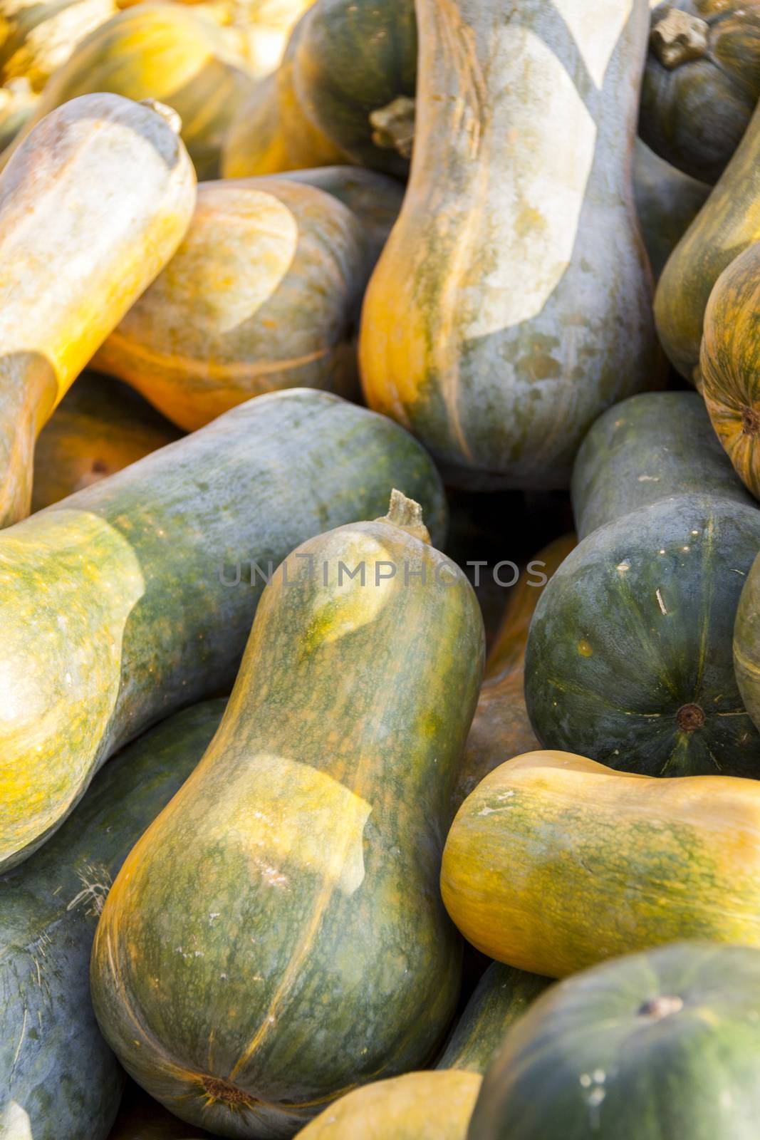 Sonca cucurbita pumpkin pumpkins from autumn harvest by juniart